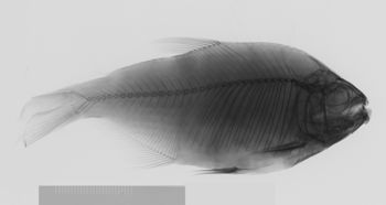 Media type: image;   Ichthyology 155373 Aspect: lateral